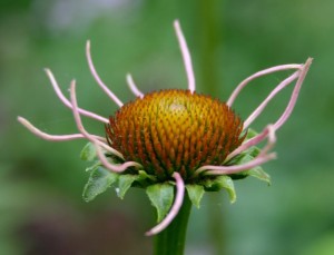 Flower Close up